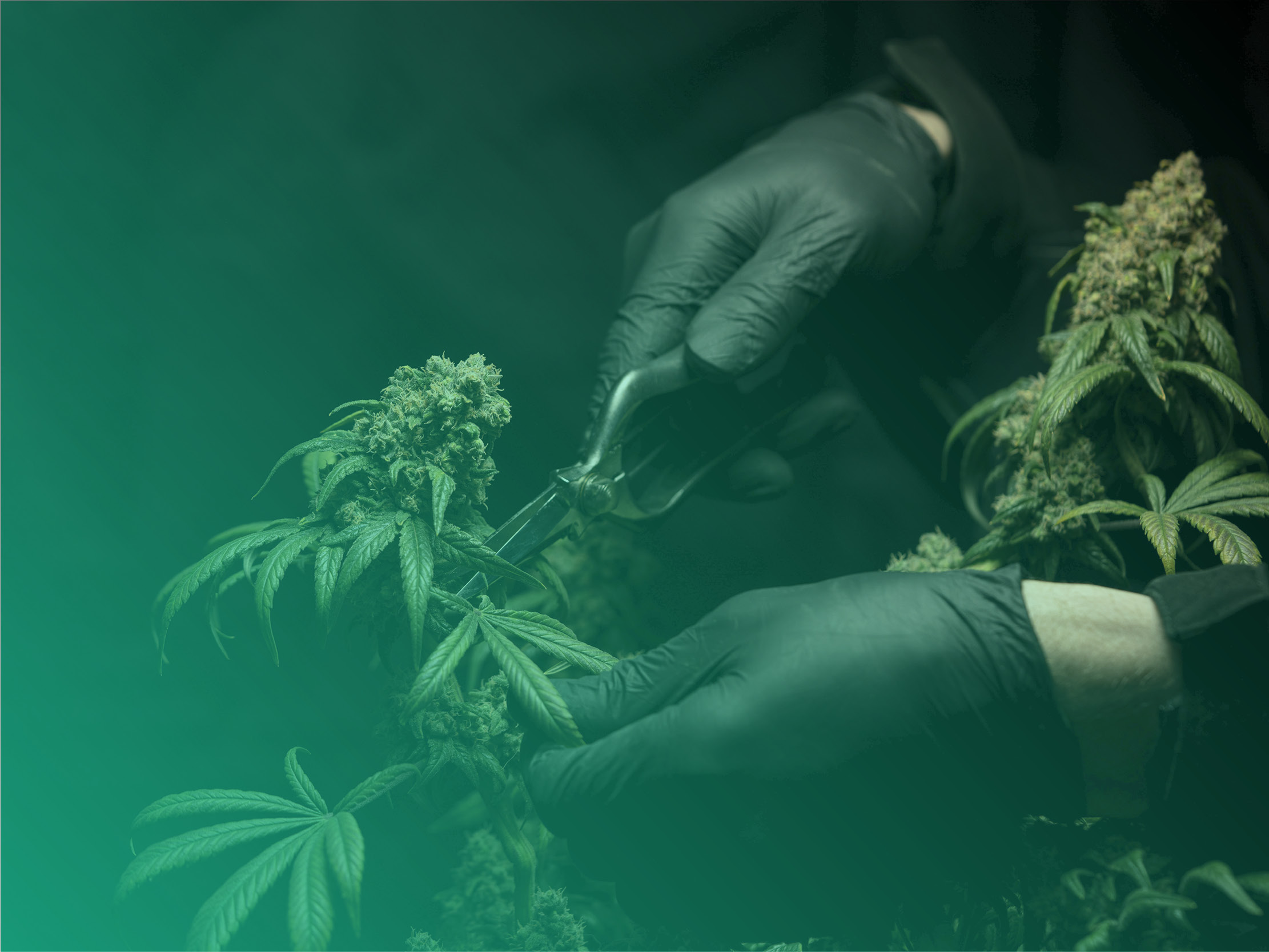 Budtender Training: Your Guide to Cannabis Education Online.